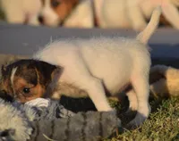 Fallon, a female Jack Russell Terrier for sale in Riverside, CA – 4 of 10