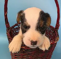 Dozer, a male Parson Russell Terrier for sale in Riverside, CA – 4 of 10