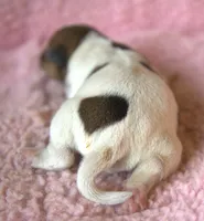 Mocha, a female Jack Russell Terrier for sale in Riverside, CA – 5 of 10