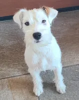 Faith, a female Jack Russell Terrier for sale in Riverside, CA – Photo 9 of 10