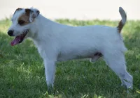 Faith, a female Jack Russell Terrier for sale in Riverside, CA – Photo 7 of 10