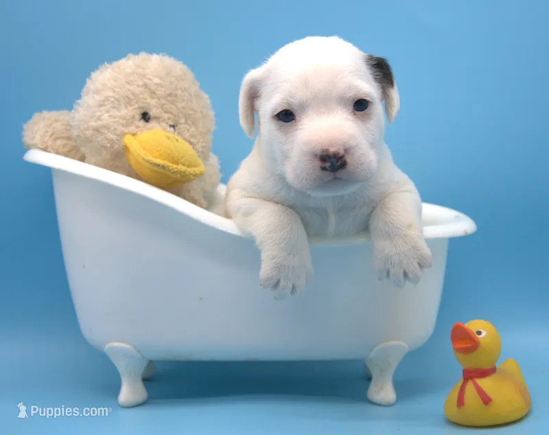 Faith – Jack Russell Terrier puppy for sale in Riverside, CA