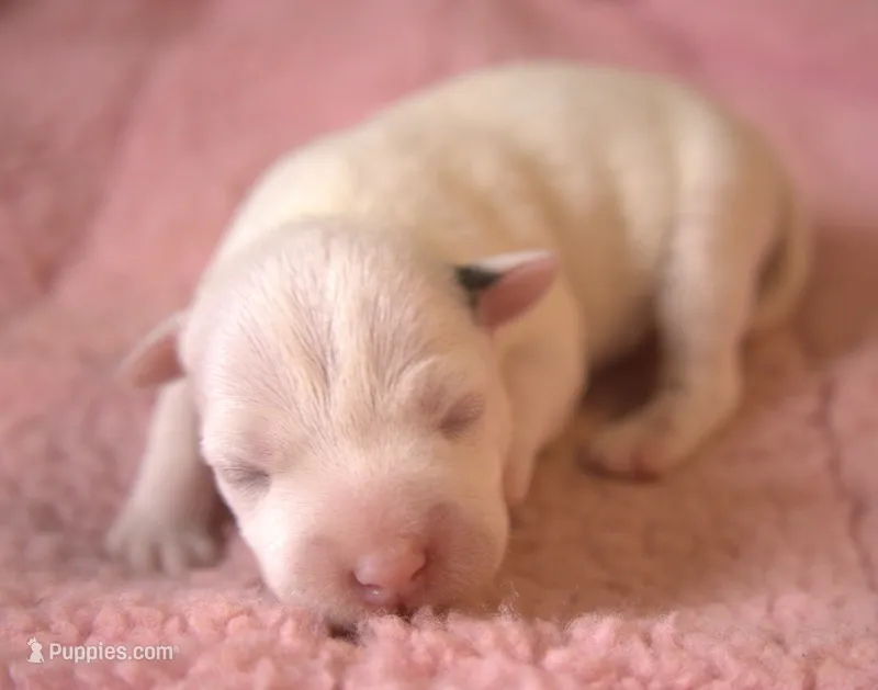 Faith – Jack Russell Terrier puppy for sale in Riverside, CA