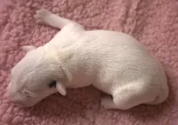 Faith, a female Jack Russell Terrier for sale in Riverside, CA – Photo 4 of 10