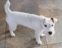 Faith, a female Jack Russell Terrier for sale in Riverside, CA – Photo 10 of 10