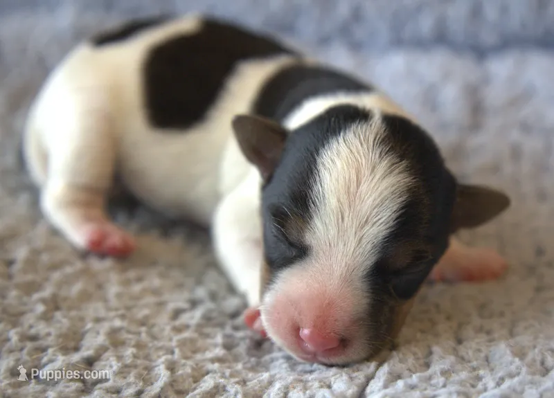 Earl – Jack Russell Terrier puppy for sale in Riverside, CA