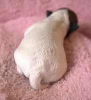 Portia, a female Jack Russell Terrier for sale in Riverside, CA – Photo 5 of 10