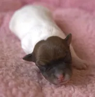 Portia, a female Jack Russell Terrier for sale in Riverside, CA – Photo 2 of 10