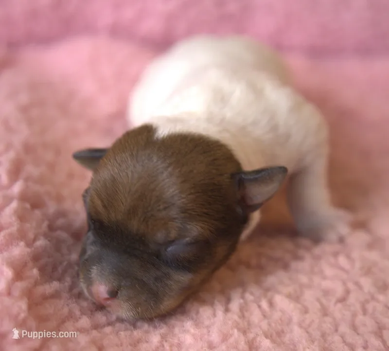 Portia – Jack Russell Terrier puppy for sale in Riverside, CA