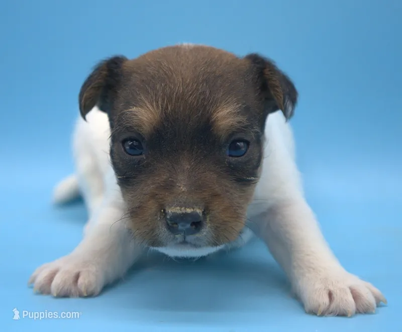 Portia – Jack Russell Terrier puppy for sale in Riverside, CA