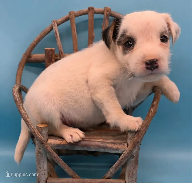 Iggy – Jack Russell Terrier puppy for sale in Riverside, CA