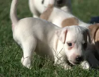 Rebel, a male Jack Russell Terrier for sale in Riverside, CA – 5 of 10