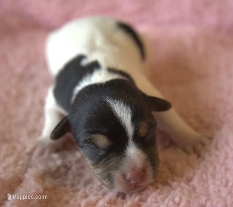 Juliet – Jack Russell Terrier puppy for sale in Riverside, CA