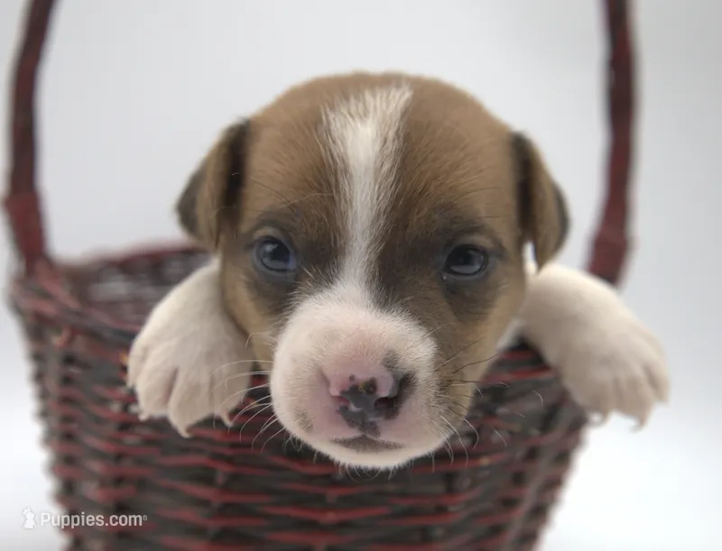 Edison – Jack Russell Terrier puppy for sale in Riverside, CA