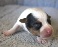Houdini, a male Parson Russell Terrier for sale in Riverside, CA – 2 of 10