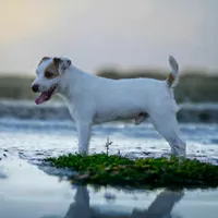Felina, a female Jack Russell Terrier for sale in Riverside, CA – 8 of 9