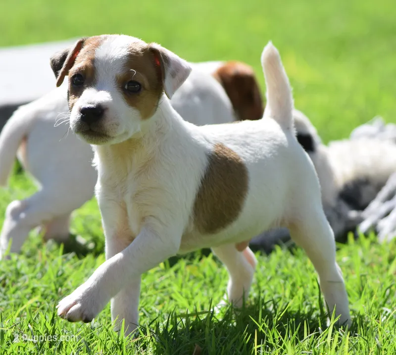 Sully – Jack Russell Terrier puppy for sale in Riverside, CA