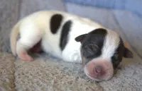 Jackson, a male Jack Russell Terrier for sale in Riverside, CA – 2 of 8