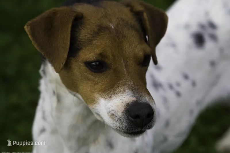 Due October – Jack Russell Terrier puppy for sale in Riverside, CA
