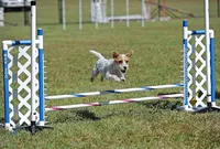 Due September 28, a  Parson Russell Terrier for sale in Riverside, CA – 8 of 8