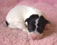 Petra, a female Jack Russell Terrier for sale in Riverside, CA – Photo 2 of 10