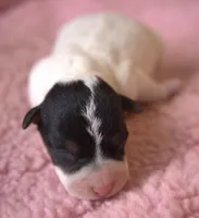 Petra, a female Jack Russell Terrier for sale in Riverside, CA – Photo 1 of 10