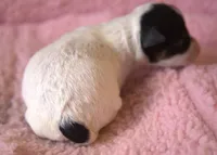 Petra, a female Jack Russell Terrier for sale in Riverside, CA – Photo 5 of 10