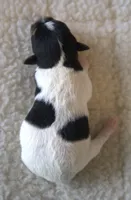 Bubbles, a female Jack Russell Terrier for sale in Riverside, CA – 5 of 10