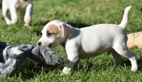 Rebel, a male Jack Russell Terrier for sale in Riverside, CA – 2 of 10