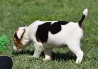 Ready Now!, a female Jack Russell Terrier for sale in Riverside, CA – 6 of 10
