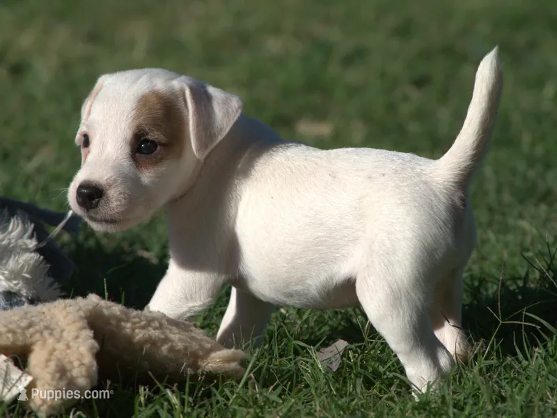 Rebel – Jack Russell Terrier puppy for sale in Riverside, CA