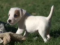 Rebel, a male Jack Russell Terrier for sale in Riverside, CA – 1 of 10