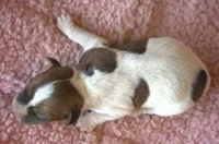 Mocha, a female Jack Russell Terrier for sale in Riverside, CA – 6 of 10