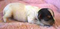 Fallon, a female Parson Russell Terrier for sale in Riverside, CA – 3 of 8