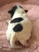 Trudy, a female Jack Russell Terrier for sale in Riverside, CA – 2 of 9