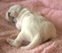 Royal, a female Parson Russell Terrier for sale in Riverside, CA – 3 of 9