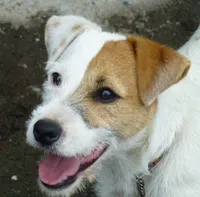 Due October 10th, a  Parson Russell Terrier for sale in Riverside, CA – 2 of 8