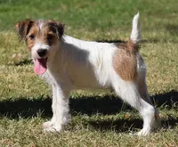 Ready Now!, a male Jack Russell Terrier for sale in Riverside, CA – 4 of 10