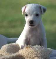 Drake, a male Jack Russell Terrier for sale in Riverside, CA – 3 of 10