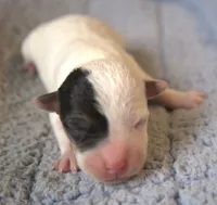 Dug, a male Parson Russell Terrier for sale in Riverside, CA – 2 of 10