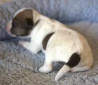 Jupiter, a male Parson Russell Terrier for sale in Riverside, CA – 3 of 9