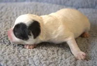 Dozer, a male Parson Russell Terrier for sale in Riverside, CA – 3 of 10