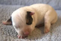 Gizmo, a male Jack Russell Terrier for sale in Riverside, CA – 2 of 10