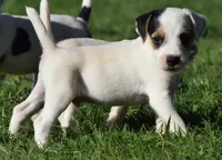 Raider, a male Parson Russell Terrier for sale in Riverside, CA – 6 of 10