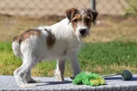 Ready Now!, a male Jack Russell Terrier for sale in Riverside, CA – 5 of 10