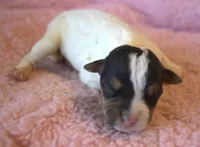 Fallon, a female Parson Russell Terrier for sale in Riverside, CA – 1 of 8