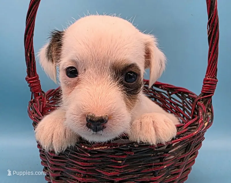 Izzy – Jack Russell Terrier puppy for sale in Riverside, CA