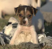Fallon, a female Jack Russell Terrier for sale in Riverside, CA – 2 of 10