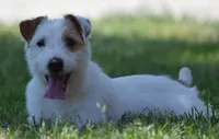 Due Early July, a  Parson Russell Terrier for sale in Riverside, CA – 7 of 10