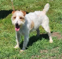 Raider, a male Parson Russell Terrier for sale in Riverside, CA – 8 of 10